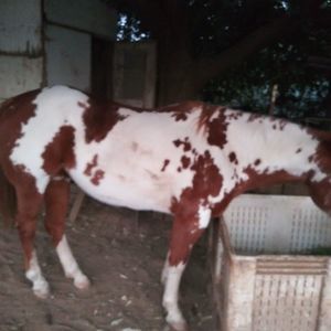 Meet your Posher, Debra